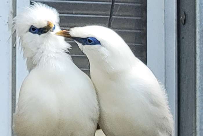 balistar zuchtpaar + jungvogel