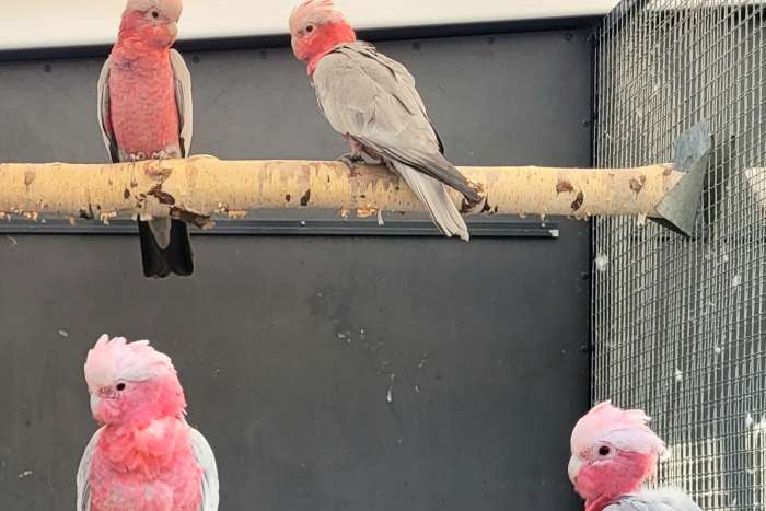 jonge rosé kaketoes