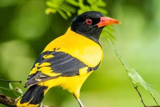 black hooded oriole