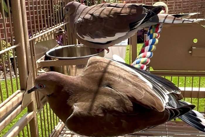 white-winged dove zenaida asiatica