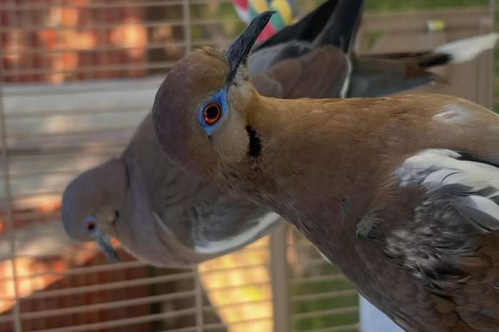 white-winged dove zenaida asiatica