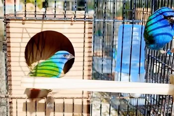 tricolored parrotfinch (erythrura tricolor)