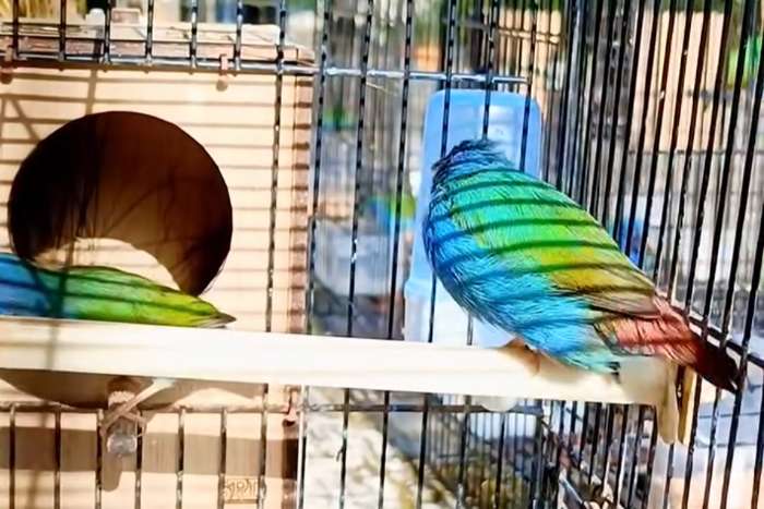 tricolored parrotfinch (erythrura tricolor)
