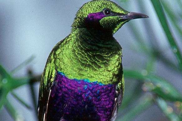 emerald glansspreeuw