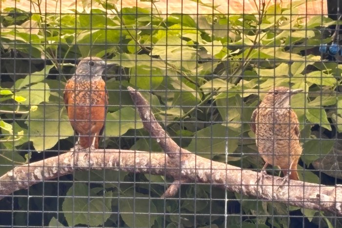 0-1 monticola saxatilis