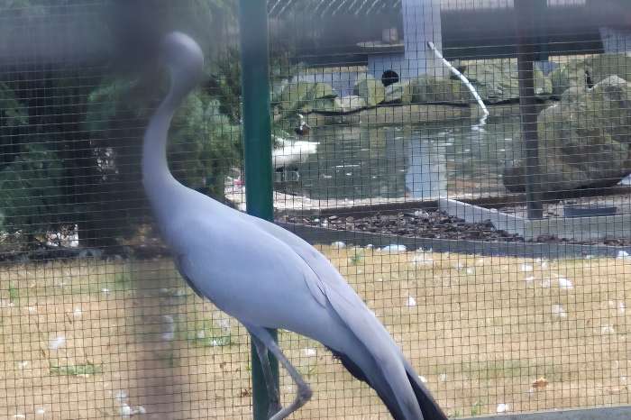 paradijskraanvogels