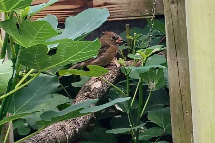 rode kardinaal man en pop