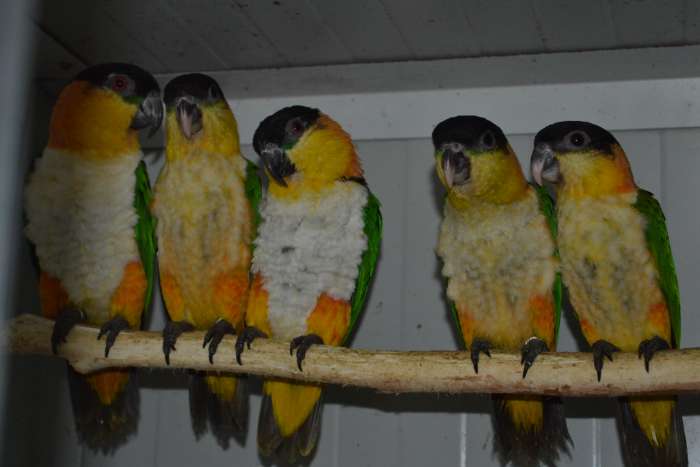 1-1 zwartkopcaique's/pionites melanocephala.