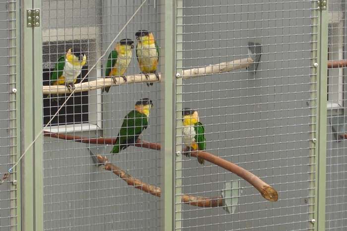 1-1 zwartkopcaique's/pionites melanocephala.