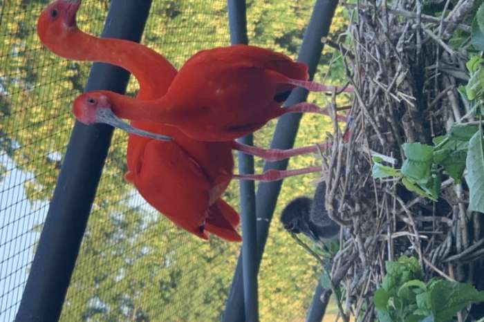 kweekgroepje rode ibis / eudocimus ruber ( 6 stuks)