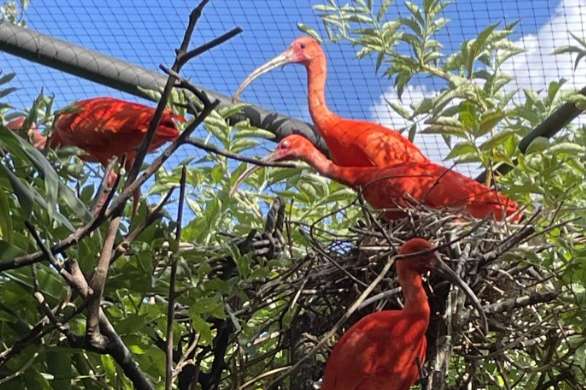 kweekgroepje rode ibis / eudocimus ruber ( 6 stuks)