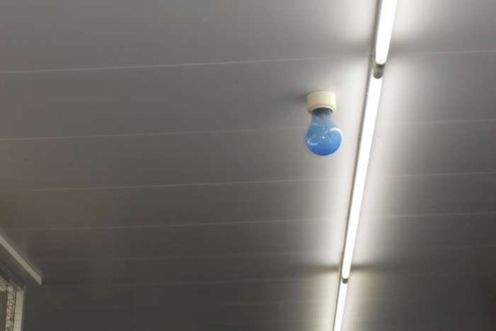 vogeldaglicht