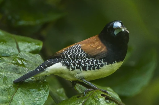 spermestes