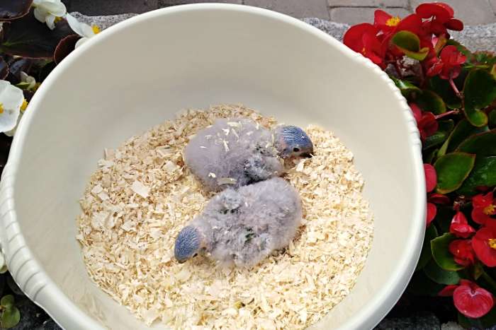 lori van de blauwe bergen