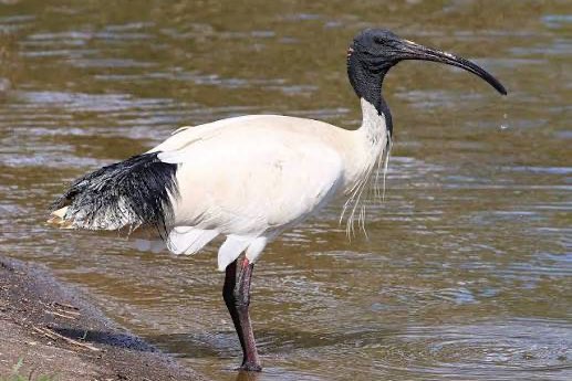 1-0 australische witte ibis