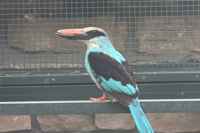 teugelijsvogel te koop
