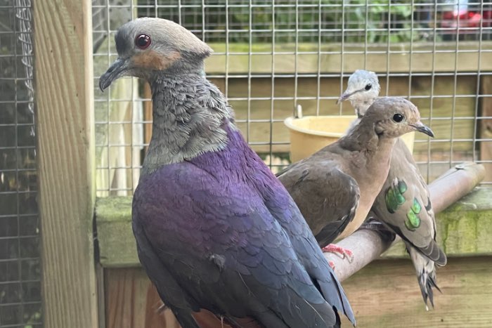 diverse duiven te koop