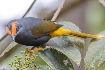 enodes erythrophris