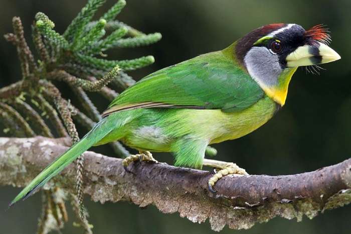 psilopogon pyrolophus