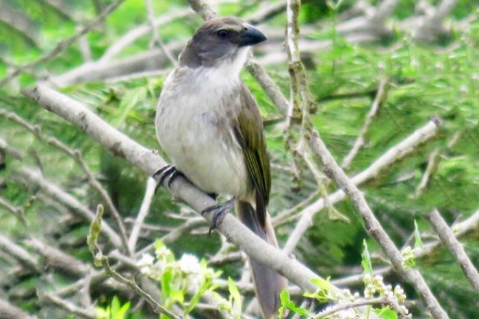 gestreepte saltator