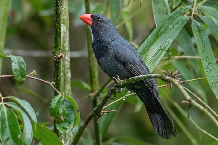 gestreepte saltator