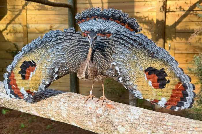 eurypyga helias ( sunbittern)