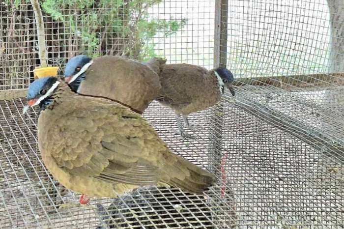 blue-headed quail dove (starnoenas cyanocephala)