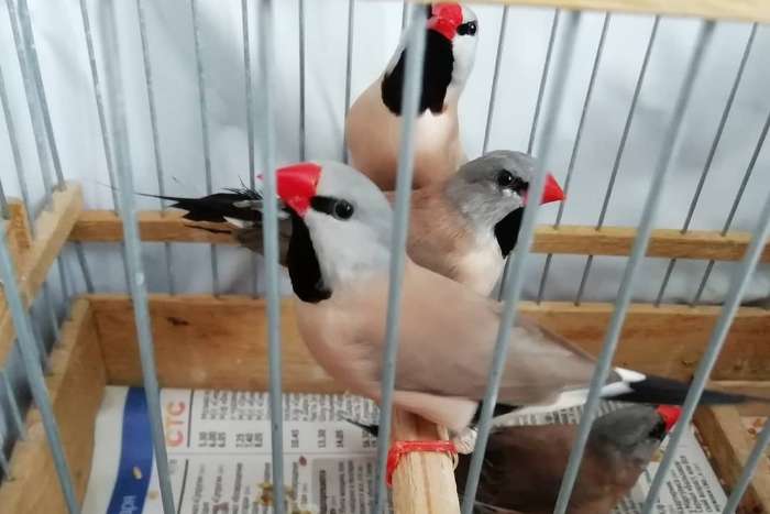 long-tailed finches