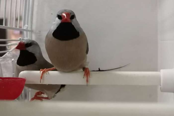 long-tailed finches