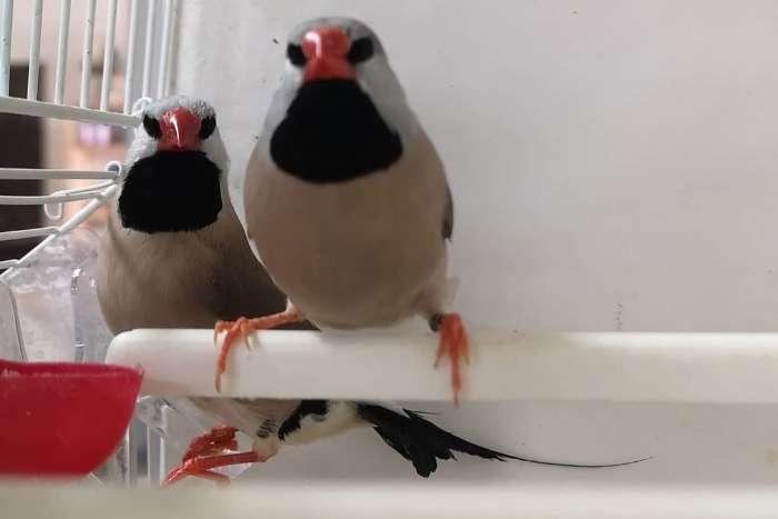 long-tailed finches