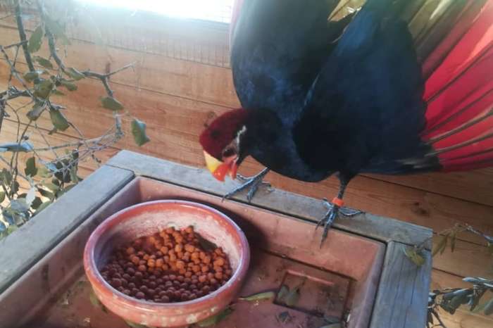 violaceous turaco