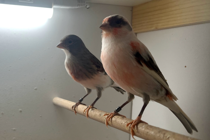 te koop harlekijn kanaries