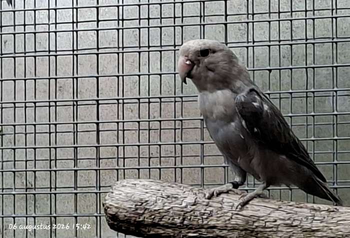 te koop 2 mooie agapornis roseicollis