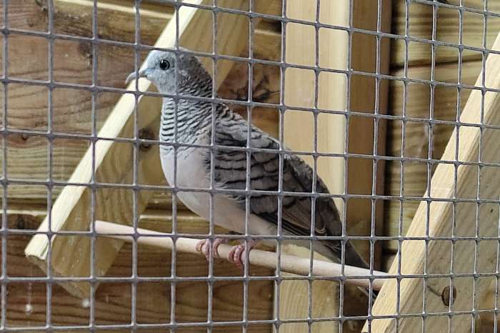vredesduif