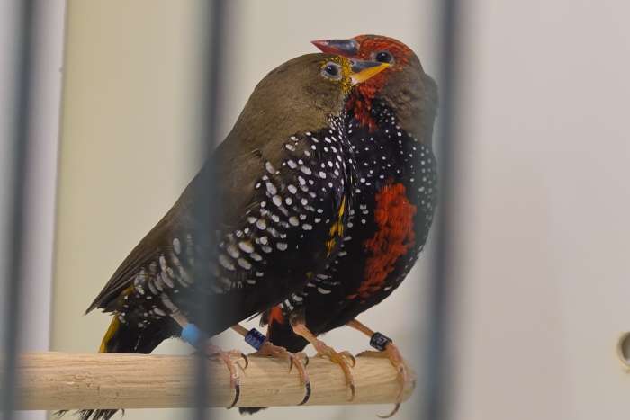 gezocht: koppels emblema picta geel & wildkleur
