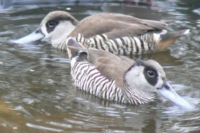 pink-eared duck (malacorhynchus membranaceus)