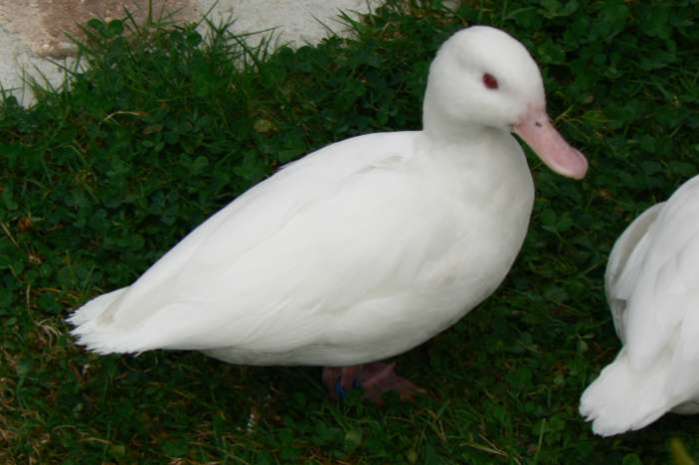 white ringed teal callonetta leucophrys