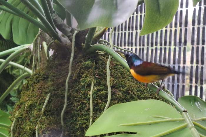 sunbird