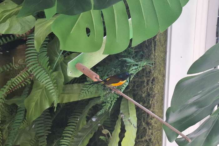 sunbird