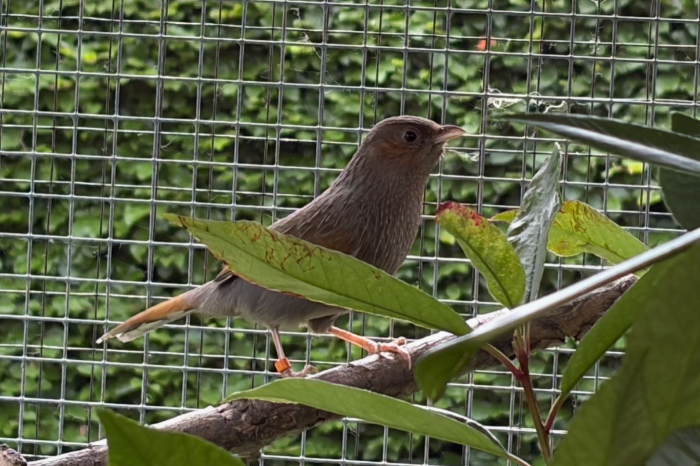 1-1 garrulax lineatus