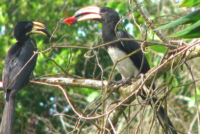 congolese bonte tok