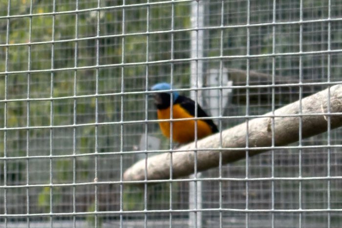 euphonia cyanocephala