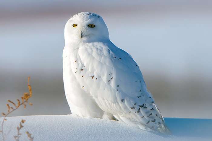 sneeuwuilen