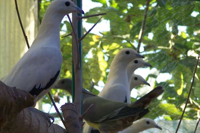 fruit doves/pigeons