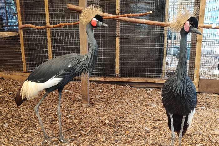 zwarte kroonkraanvogels