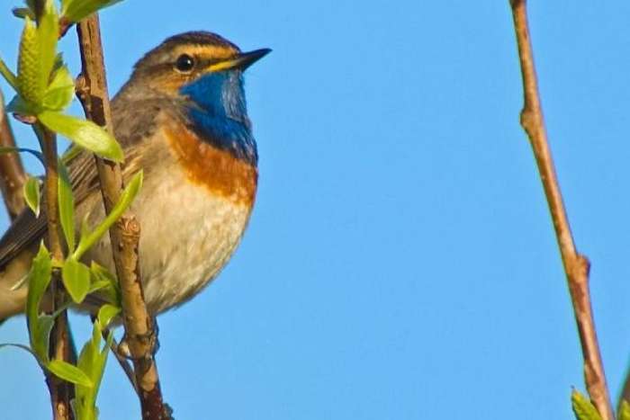 blauwborst