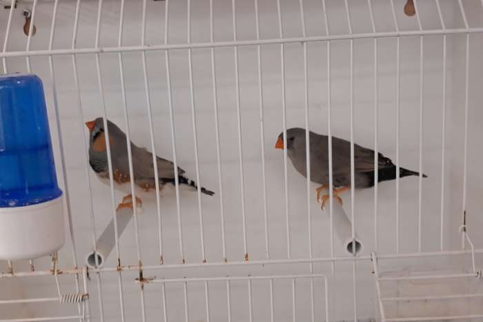 charcoal bleekrug