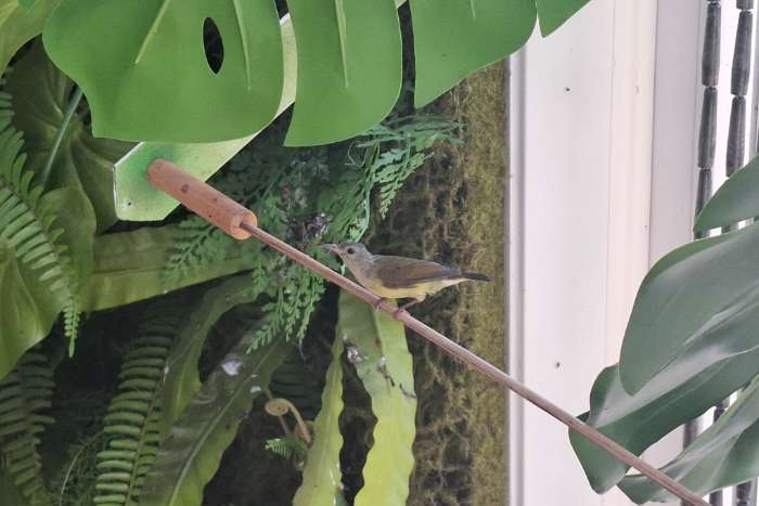 sunbird