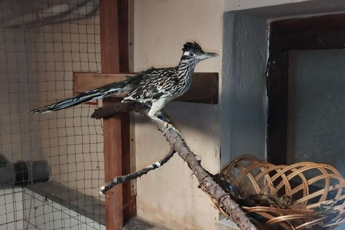 gefragt/suche 0,1 roadrunner geococcyx