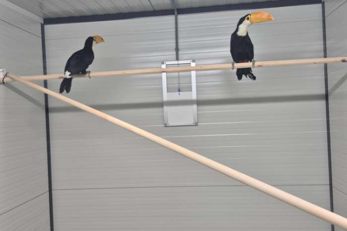 toekan ramphastos toco
